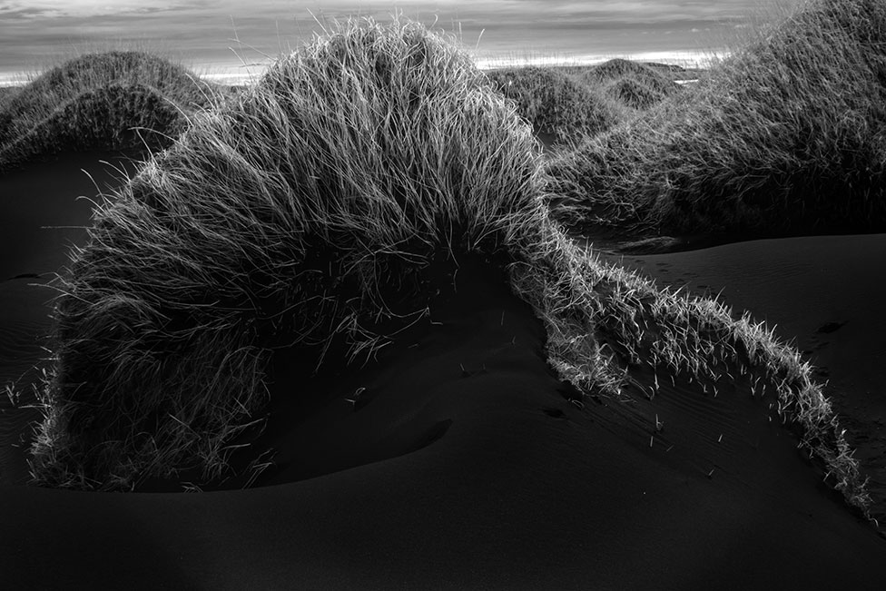Трава, растущая из песчаных дюн