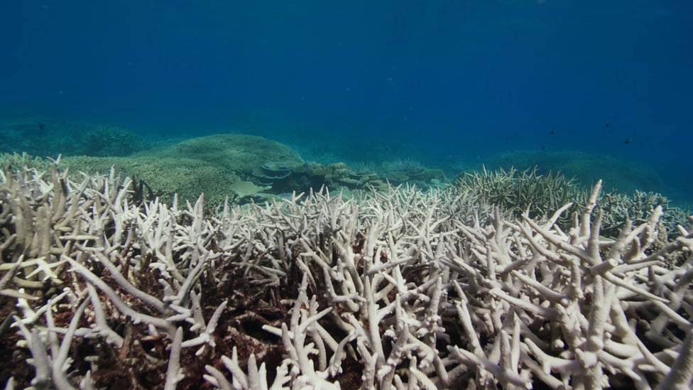 Blanqueamiento de la Gran Barrera de Coral