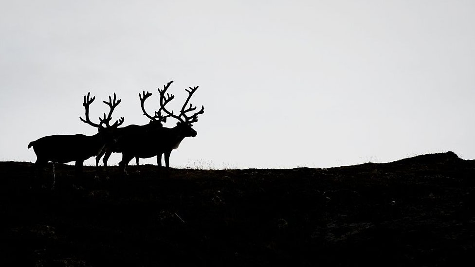 La ciudad tiene también una fauna típica. animales