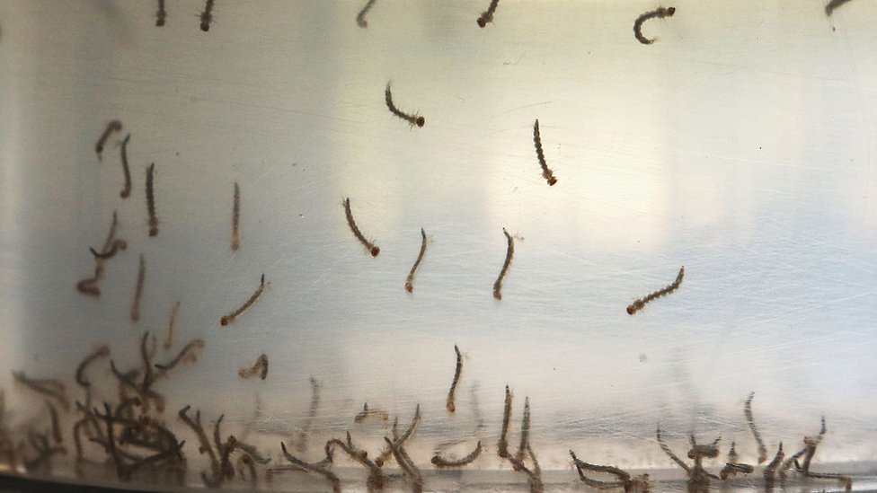 Larvas de mosquitos flotando en el agua