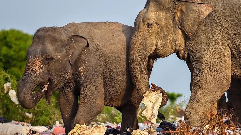 Slonovi na smetlištu