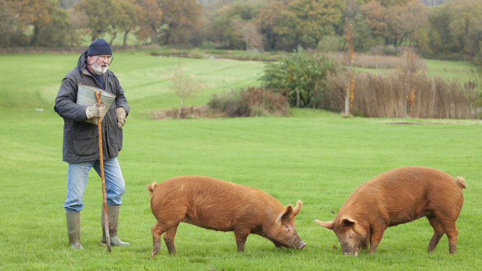 Фермер с двумя свиньями