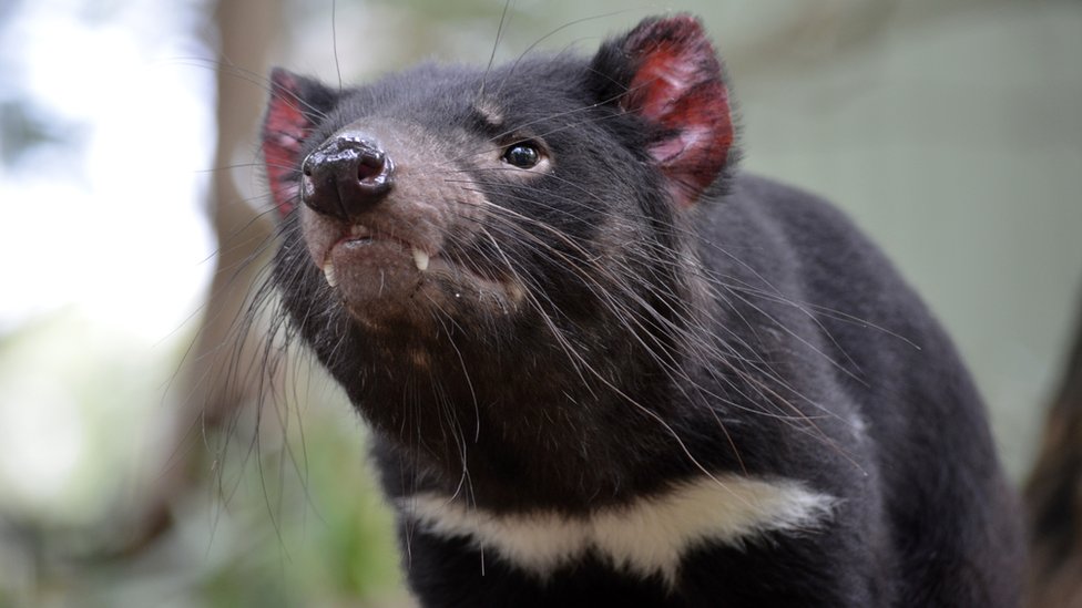 Tasmanian devils are passing on 'contagious' CANCER when they bite