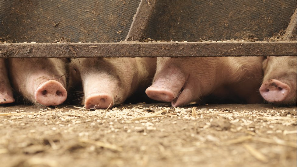 Azot krizi: Hollanda çiftlik hayvanlarının sayısını yüzde 30 azaltmayı planlıyor