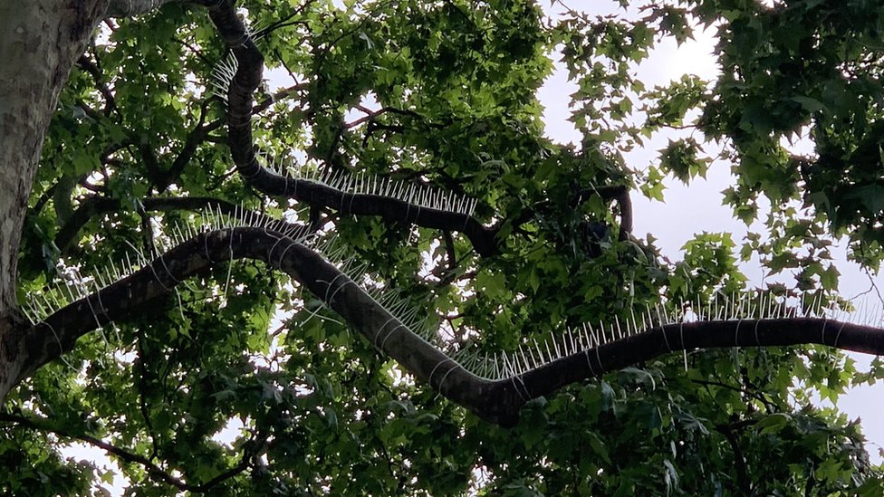 Westminster Council removes anti-bird spikes from tree - BBC News