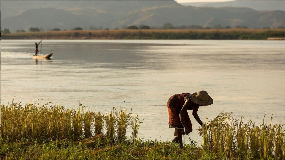 馬達加斯加是一個大熔爐，那裏既種植非洲稻米，也種植亞洲稻米。
