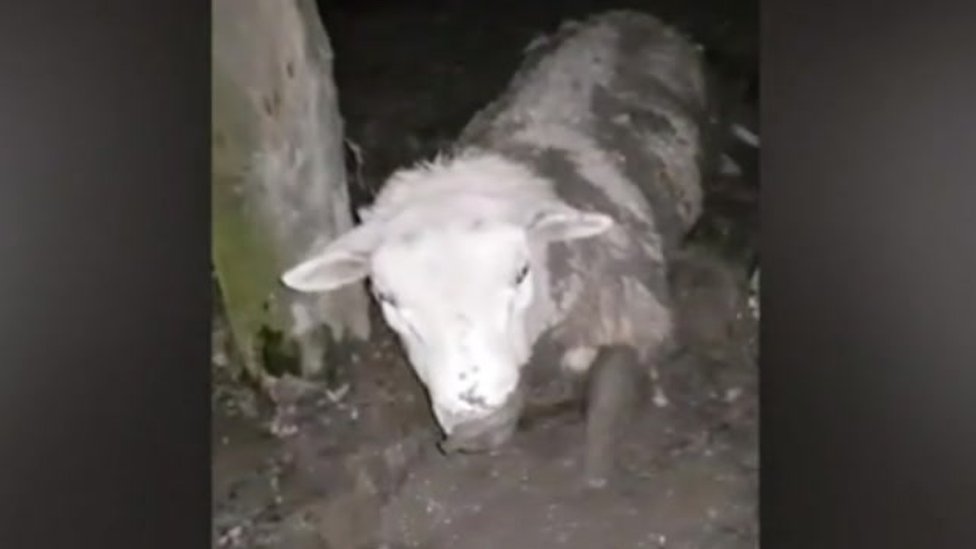 Kent Animal Defenders спасли эту овцу, застрявшую в грязи, но позже она умерла