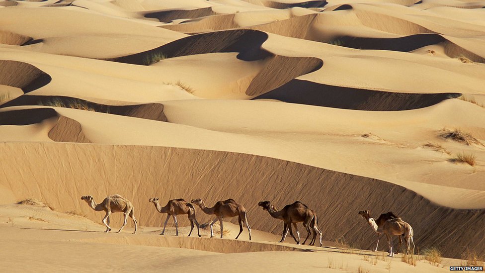 Camels on sand dunes