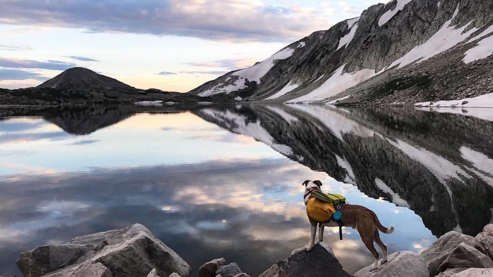 El perro frente a un lago rodeado de montañas.