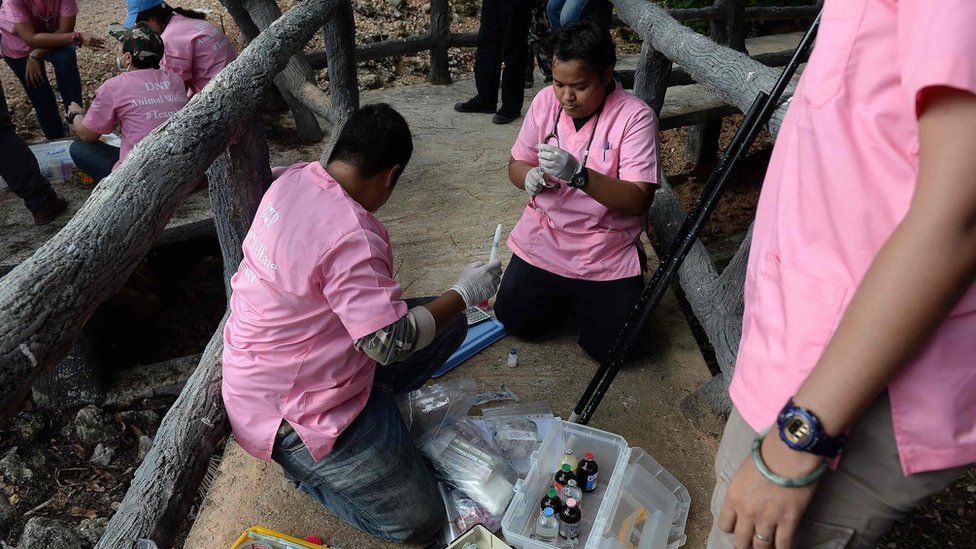 Ветеринары готовят анестезирующие шприцы, готовясь вывести тигров из вольера в храме тигров Ват Пха Луанг Та Буа || |