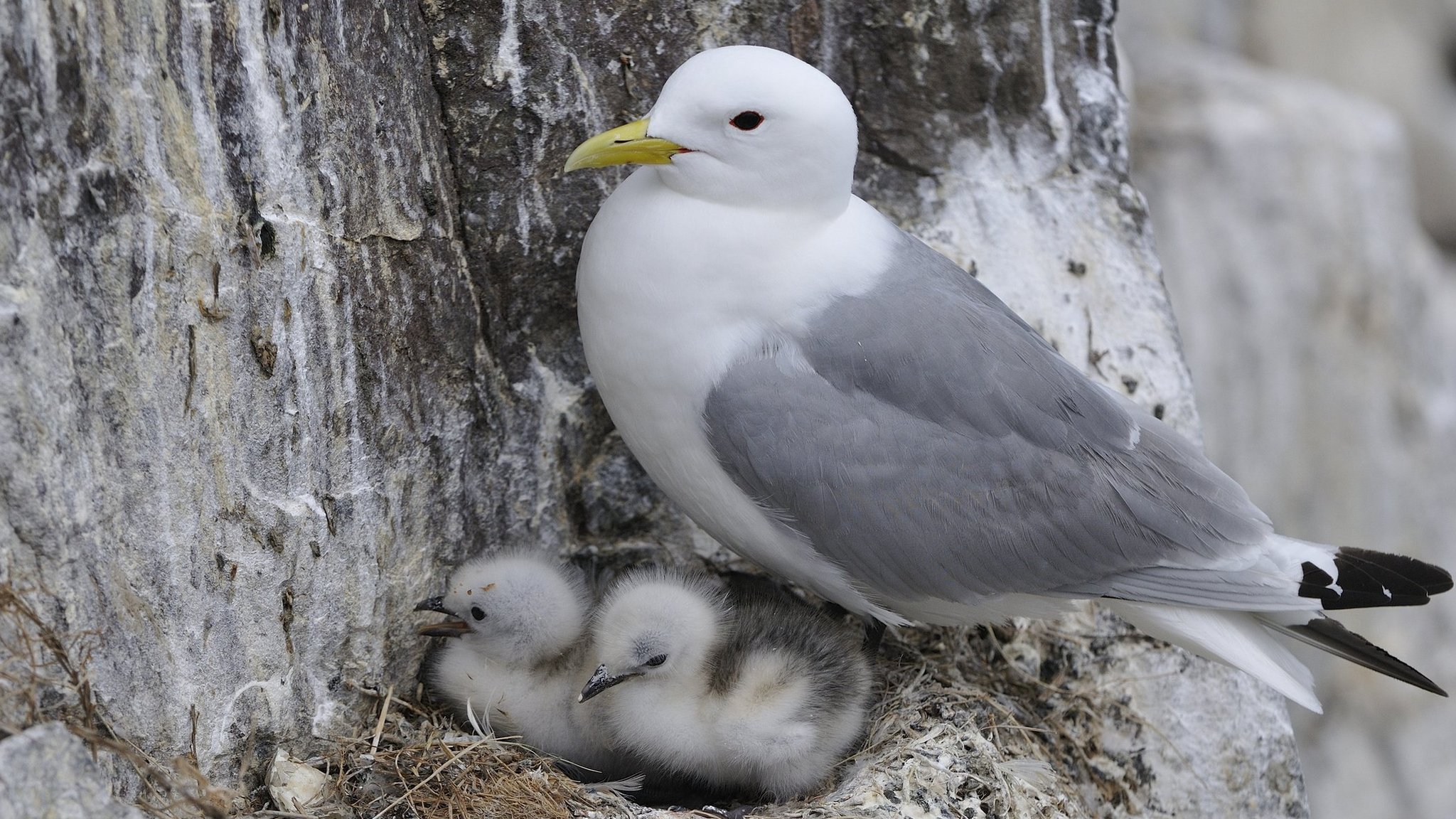 _99190505_kittiwake.jpg