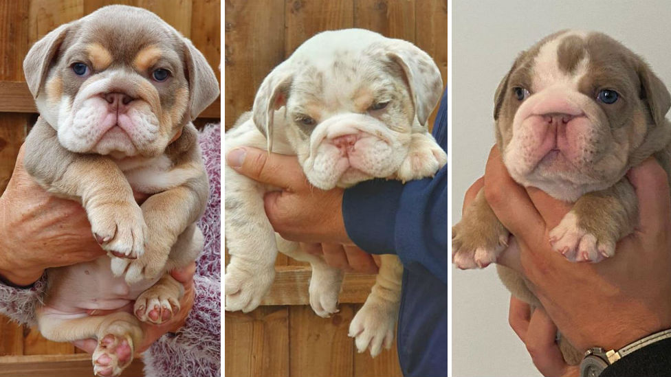 eng bulldog puppies