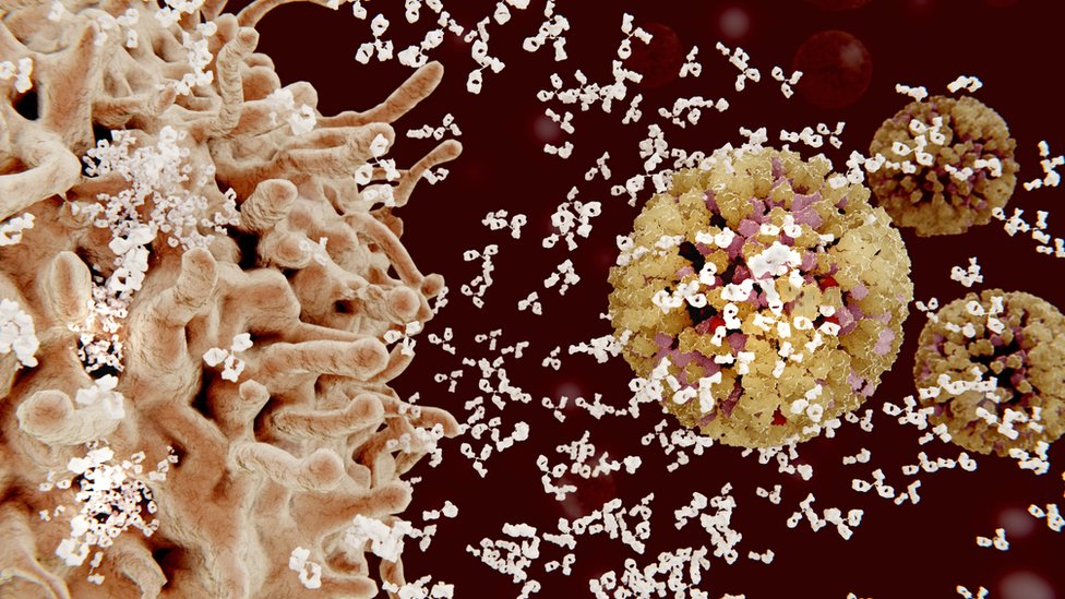 Glóbulos blancos atacando a un virus.