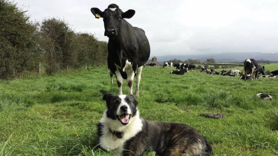 Фермерская собака среди коров