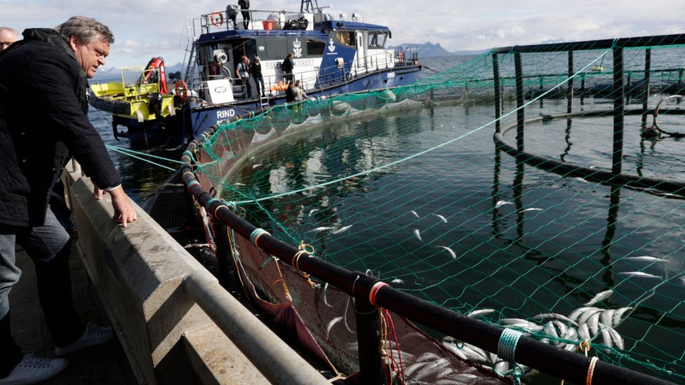Мертвый лосось на рыбной ферме в Норвегии