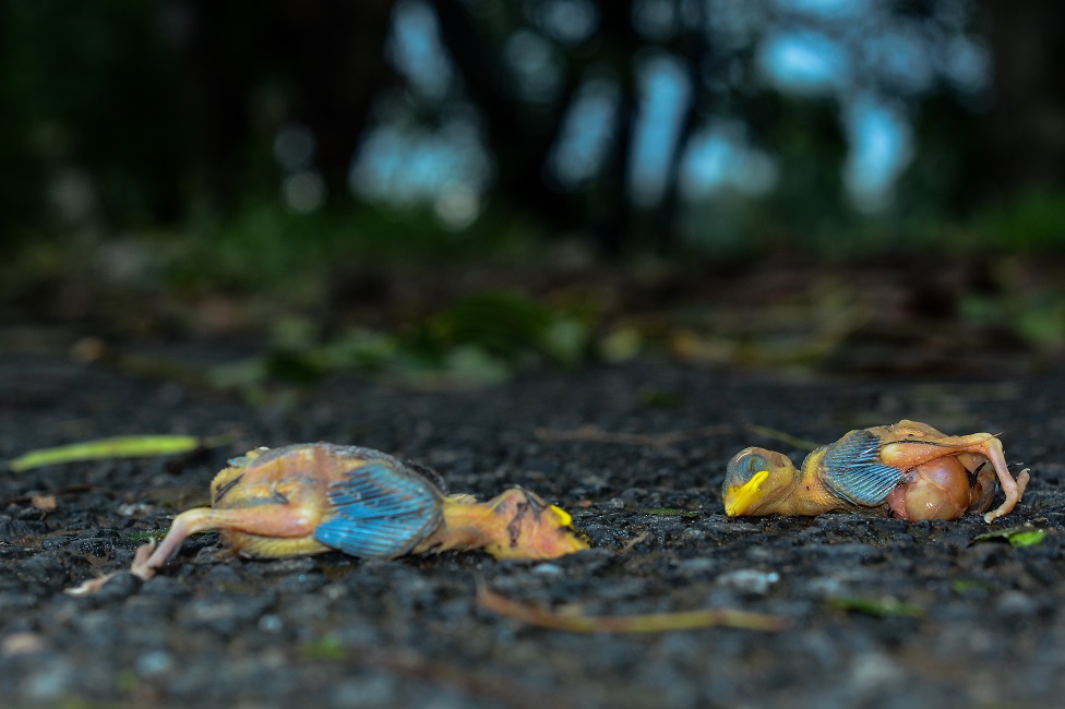 Two baby birds are seen dead on the ground