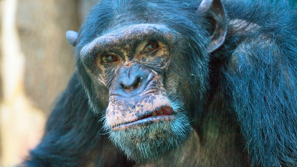 Şempanzeler