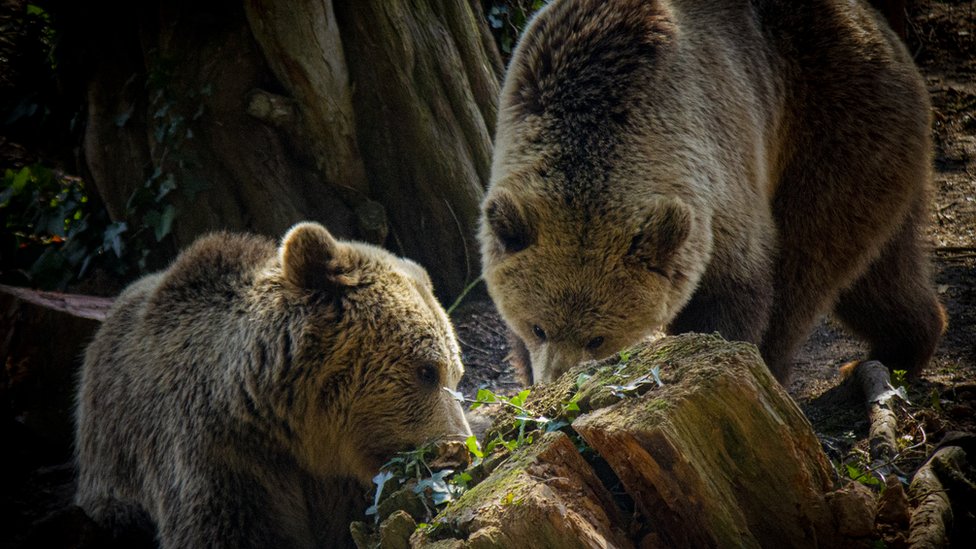 An Orphanage for Grizzly Bears, Nature and Wildlife