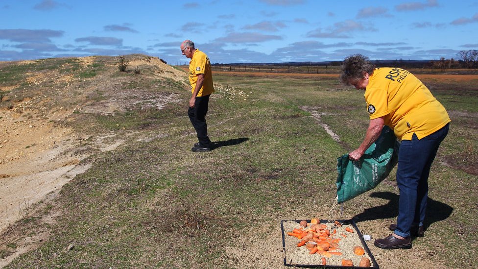 Dos personas hacen trabajos de rehabilitación en Kangaroo Island, Australia