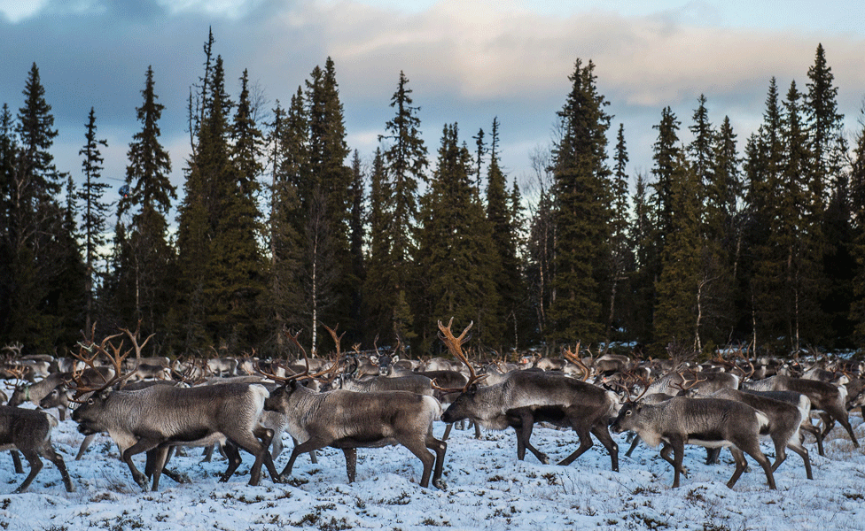 El pastoreo de renos sigue siendo una de las principales actividades de los sami y en algunas regiones nórdicas son los únicos que pueden ejercer esa actividad de manera legal. Manada de renos