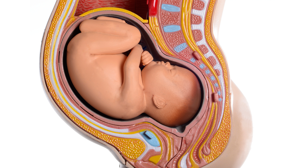 Ilustración de un bebé en el canal de parto poco antes del nacimiento