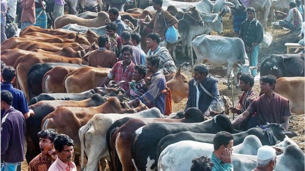 করোনা ভাইরাস: বাংলাদেশে কোরবানির পশুর বাজার এবার কেমন হবে? - BBC News বাংলা
