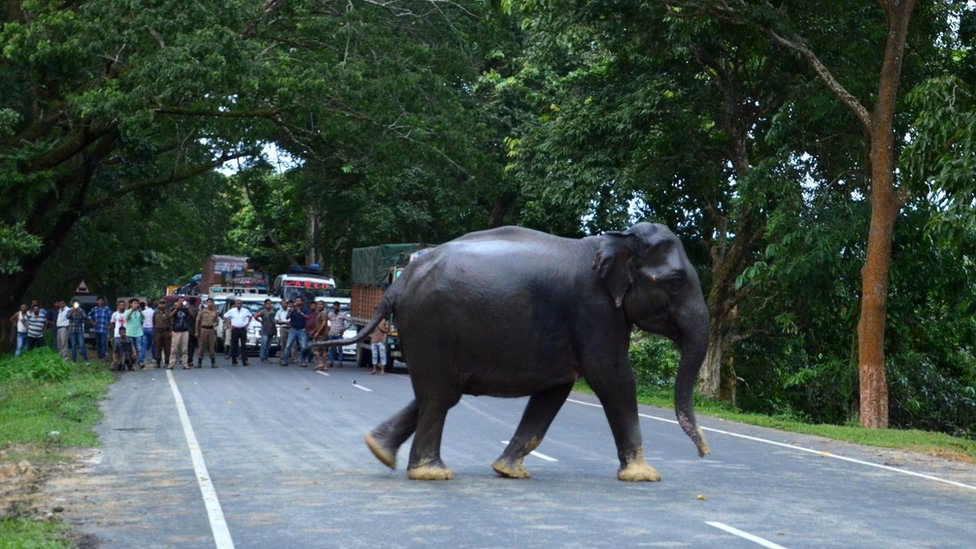 Gajah liar di jalan raya India yang menyelamatkan diri akibat banjir di Assam, India.