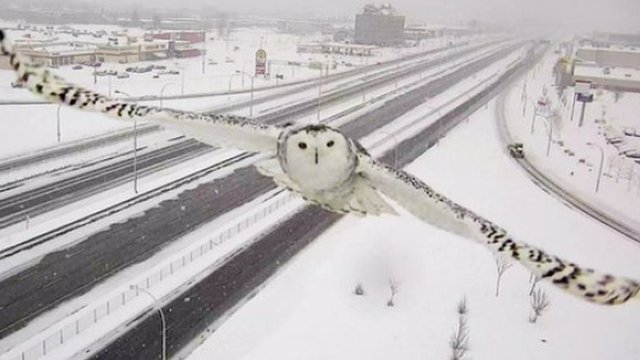 white owl camera