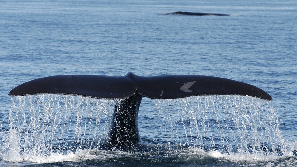 Североатлантический кит