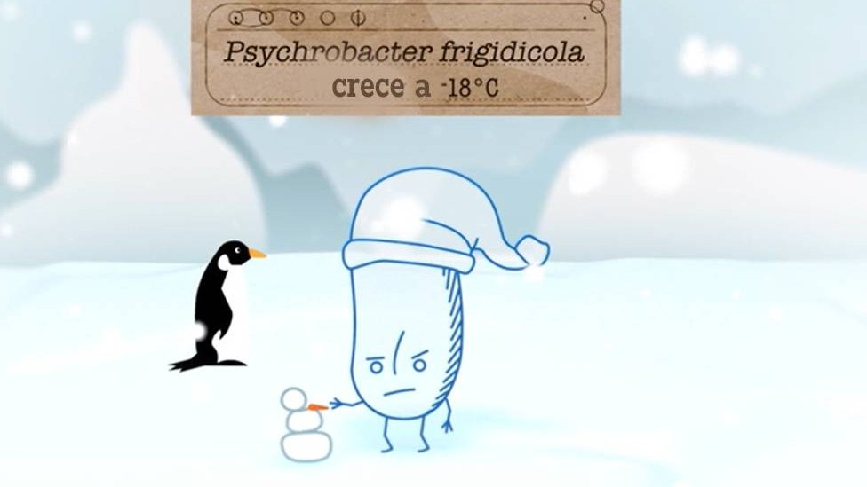 Dibujo animado de la Psychrobacter frigidicola que crece a -18 grados celcius