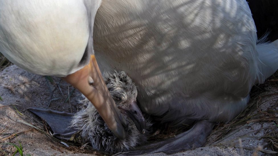 World's oldest known wild bird has another chick at age of 70