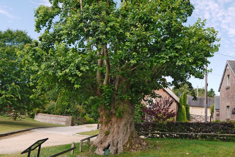 Толпаддл «Дерево мученика» в Толпаддле, Дорсет