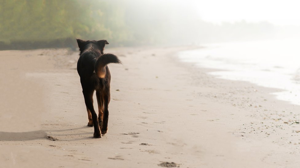 Un perro negro caminando en una playa.