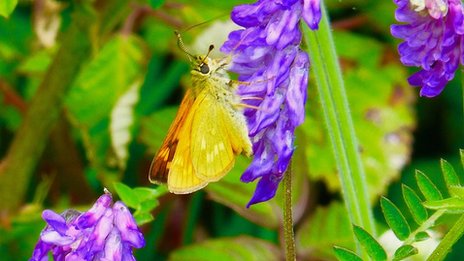 Nature crisis: Moths have 'secret role' as crucial pollinators