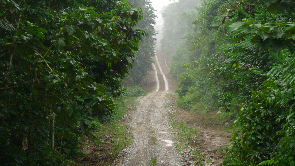 Camino en la Amazonía