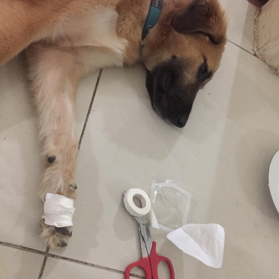 Bunduq with bandaged paw