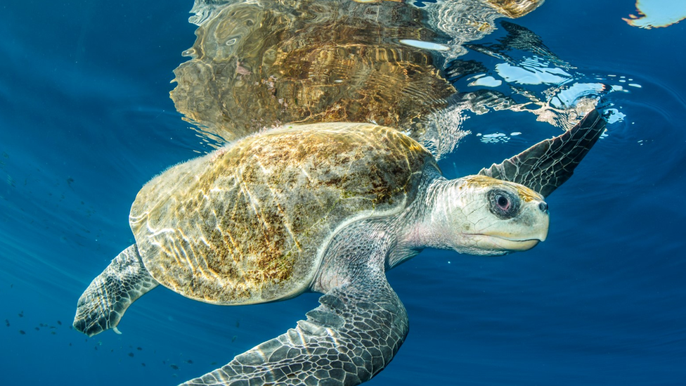 New marine protection area to be created in Guatemala - CBBC Newsround