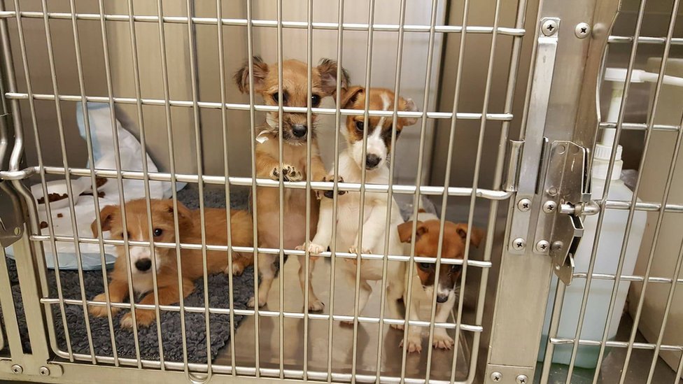 rspca crate training