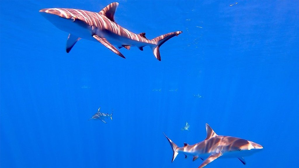 Серая рифовая акула на Британской территории в Индийском океане