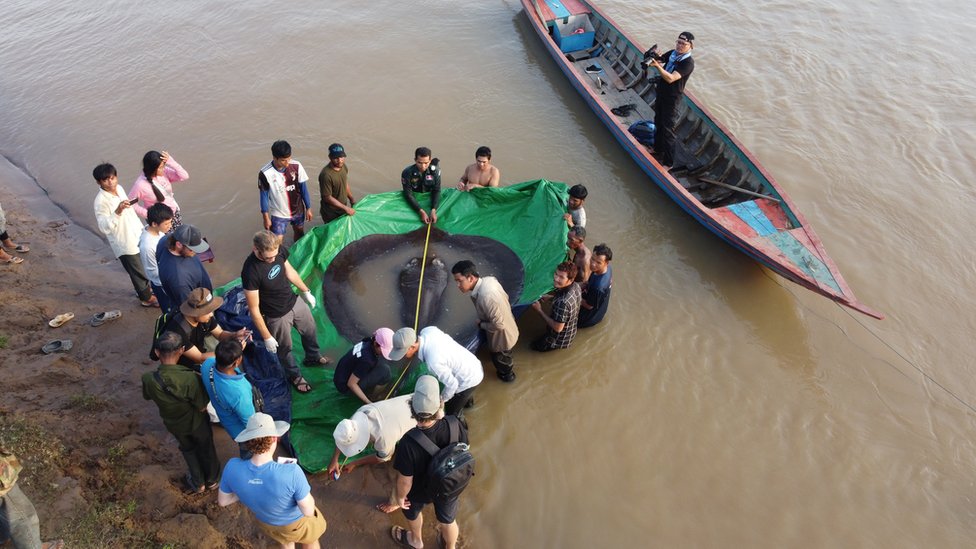 La raya encontrada en el río Mekong
