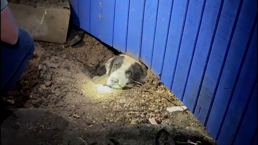 Watch: News crew rescue dog stuck in tornado rubble