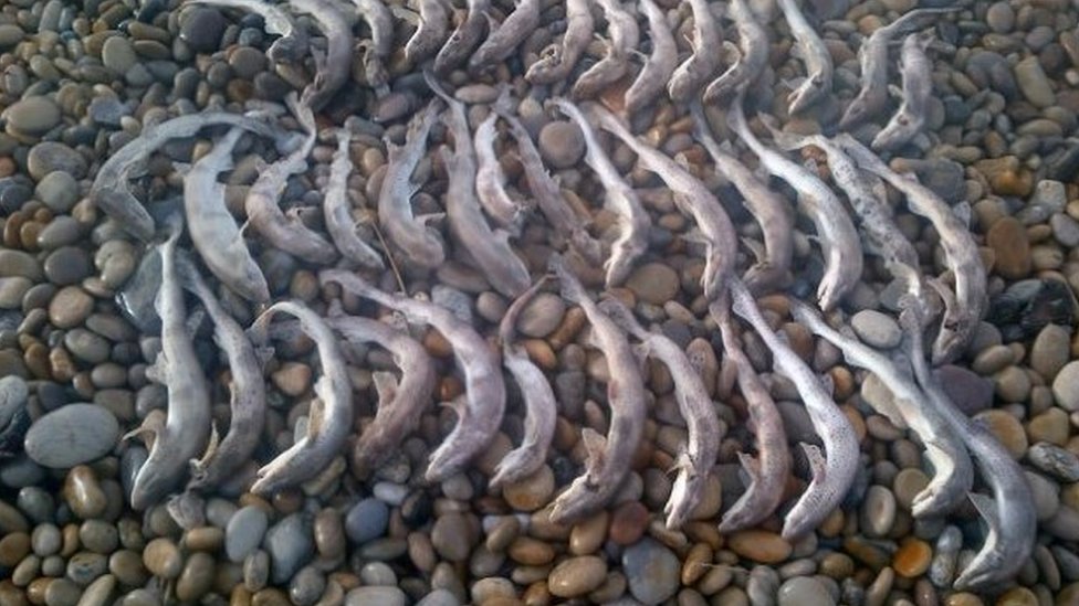Кошачьи акулы найдены мертвыми на пляже Чесил