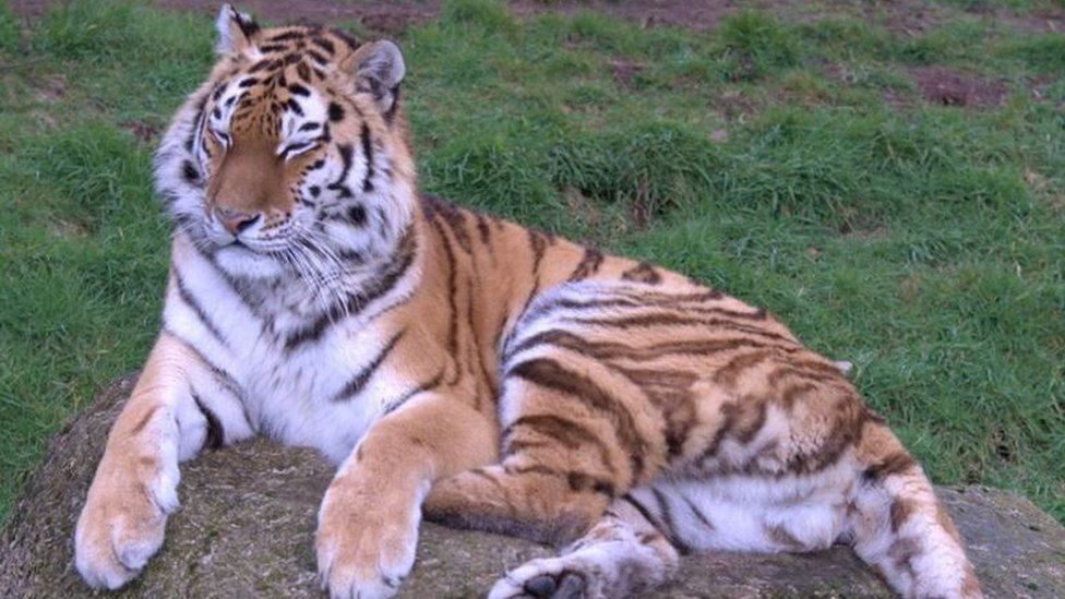 Тигр в зоопарке Дартмура