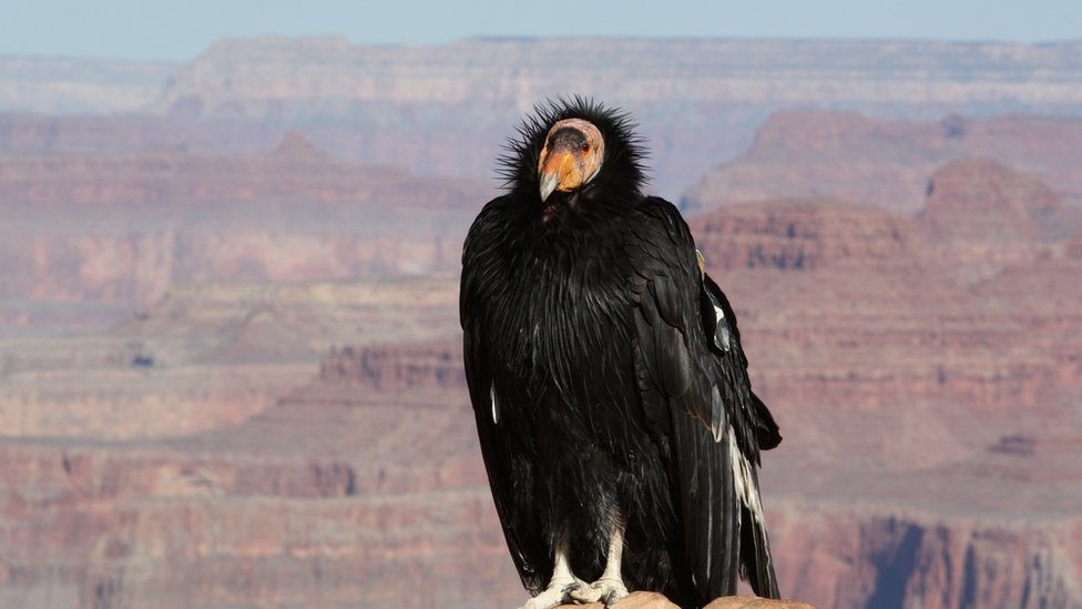 Um condor-da-califórnia flagrado no Parque Nacional do Grand Canyon