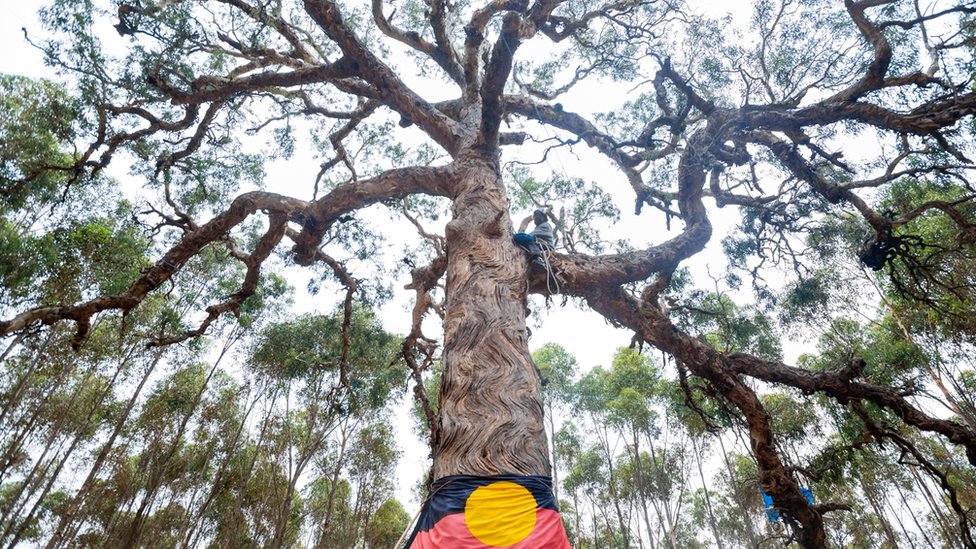 The directions tree before it was cut down, with an Aboriginal flag on it