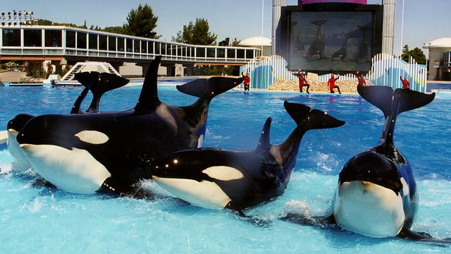 Orcas performing at San Diego SeaWorld