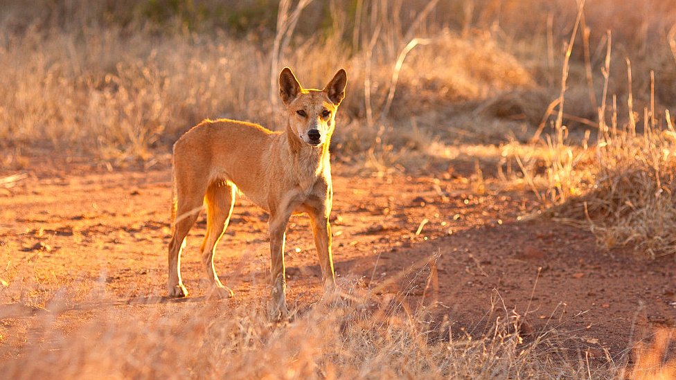 wild dogs australia