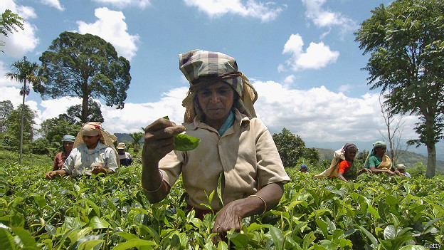 වතුකරයේ දෙමළ ජනතාවට වෙනම අනන්‍යතාවක් සඳහා ඉල්ලීම් - BBC News සිංහල
