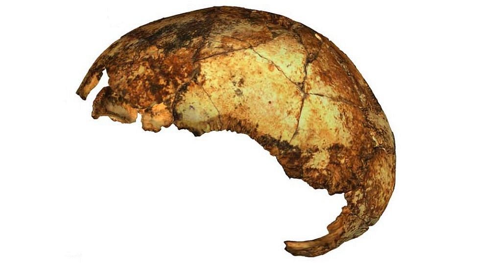 Черепица Homo erectus