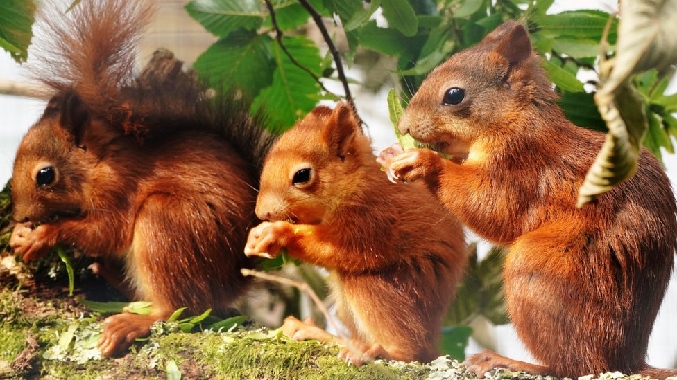 First baby red squirrels born at Wiltshire safari park - BBC News